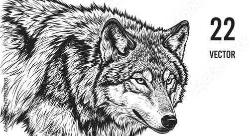 Detailed Black and White Vector Illustration of a Wolfs Head and Shoulders.