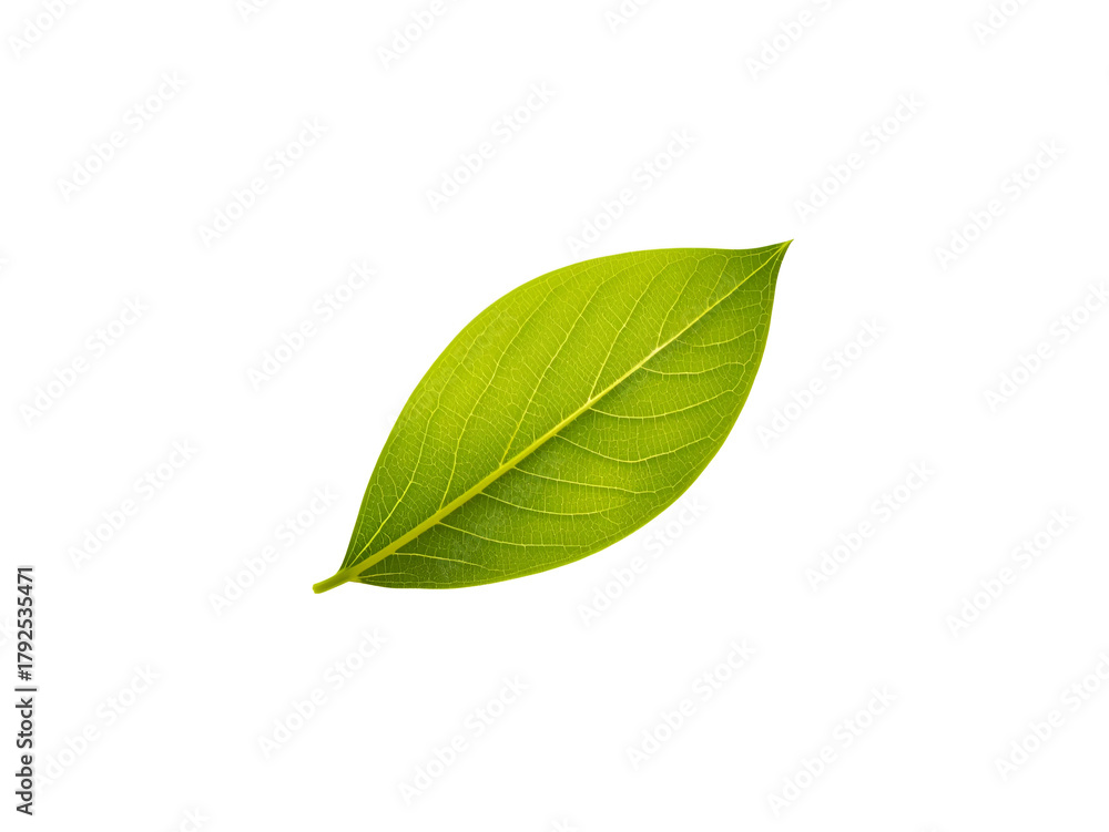 Obraz premium Bright Fresh Green Leaf with Visible Veins and Smooth Texture Isolated Neatly on a Clean White Minimal Background
