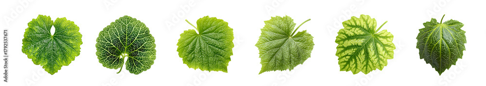 Fototapeta premium Six green grape leaves isolated on a white background.