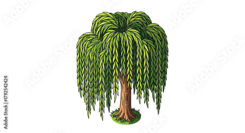 Illustration of weeping willow tree with cascading branches and leaves