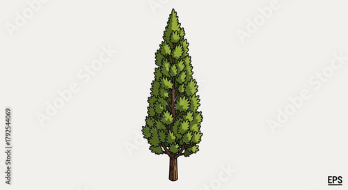 Detailed Illustration of an Evergreen Tree Isolated on White Backdrop