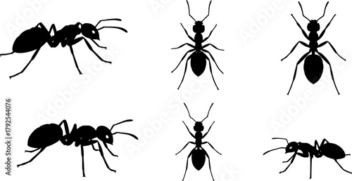 Ants silhouette, Ant clipart, Ants, Ant silhouette set, Ants vector set, Ant crawling silhouette set