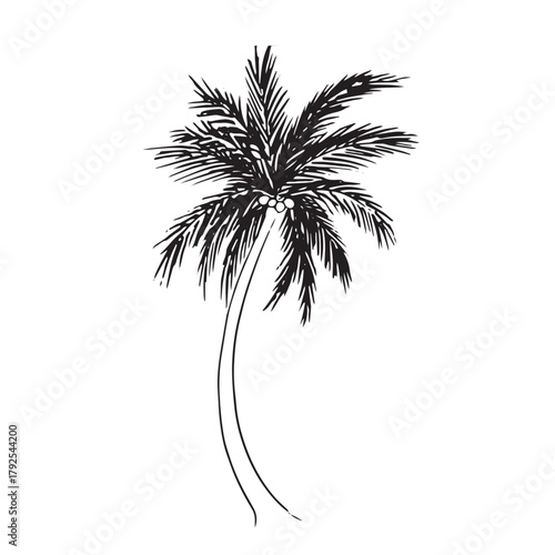 palm tree silhouette