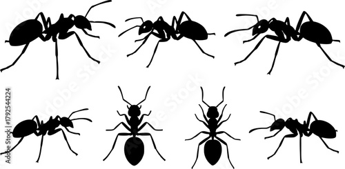 Ants silhouette, Ant clipart, Ants, Ant silhouette set, Ants vector set, Ant crawling silhouette set