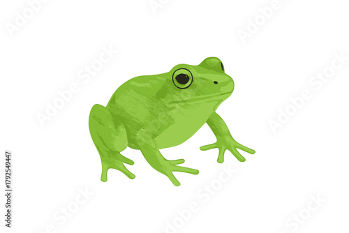 Detailed bright green tree frog amphibian isolated on a clean white background