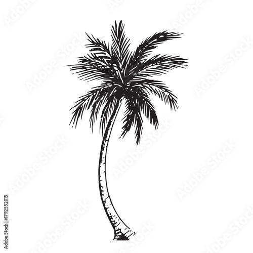 palm trees silhouettes