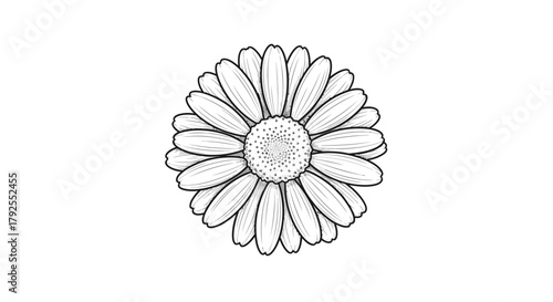 Monochrome chamomile sketch showcasing delicate floral line artwork