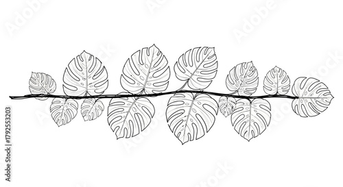 Monstera deliciosa leaf illustration arranged horizontally in line art style