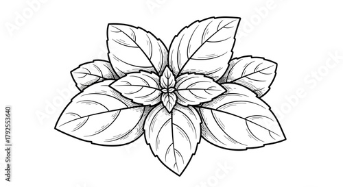 Sketch of vibrant basil leaves arranged in symmetrical captivating pattern