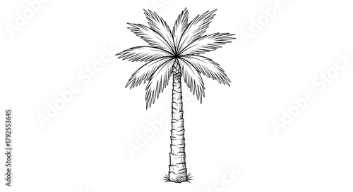 Sketch of a stylized palm tree with detailed fronds on white background