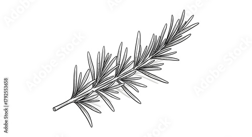Sketch of Rosemary Branch on White Background, Minimalist Herbal Art