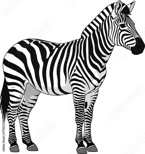 Zebra Standing Illustration on White Background