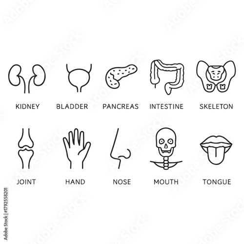 Medical organs icon set vector