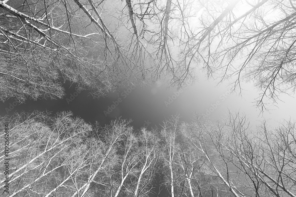 Fototapeta premium early spring or late autumn nature view trees without leaves, landscape nature park