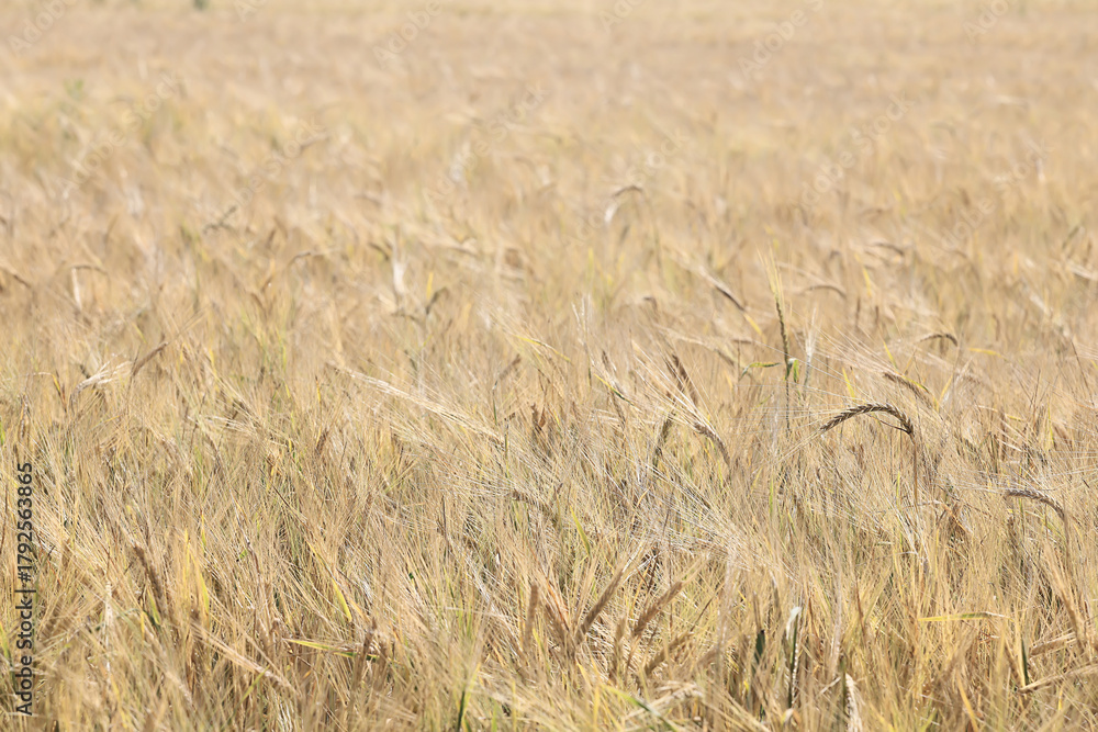 Fototapeta premium golden agricultural field of ripe grain, background texture of ears in the sun