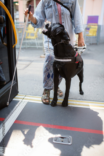 a black labrador retriever blind guide assistance dog walking with a woman holding a white cane in a city getting on a bus