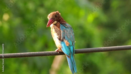 This image from gir forest gujarat India. (national park of gir forest). Image of beautiful White-throated Kingfisher(Halcyon smyrnensis) Bird on electric cable and nature blur green background.