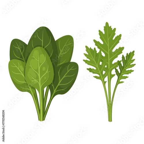 Fresh leafy greens illustration for healthy eating and vegan lifestyle