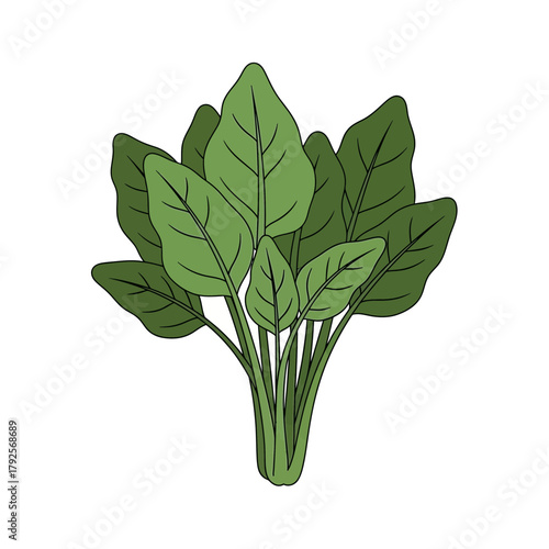 Vibrant cartoon illustration of a fresh spinach bunch on white background