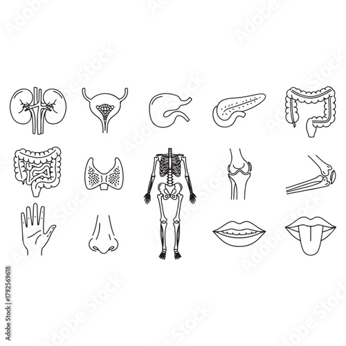 Medical organs icon set vector