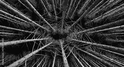 Black silhouette of upward forest view with leafless trees converging toward center for nature, symmetry, and perspective vector content