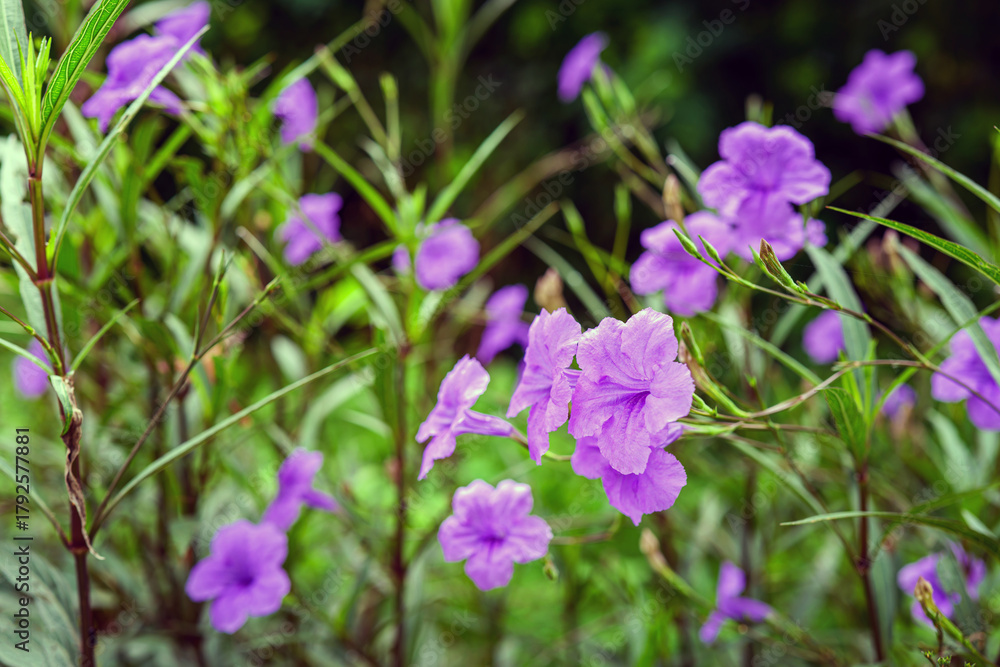 Fototapeta premium Ruellia tuberosa, also known as minnieroot, fever root, snapdragon root and sheep potato, is a species of flowering plant in the family Acanthaceae.