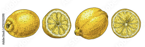 Hand drawn fresh lemon. Vector illustration isolated on white background.