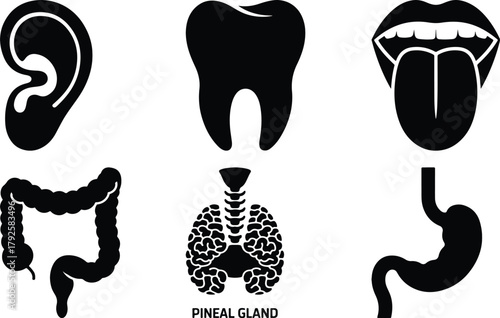 Collection of medical icons representing human organs and body parts