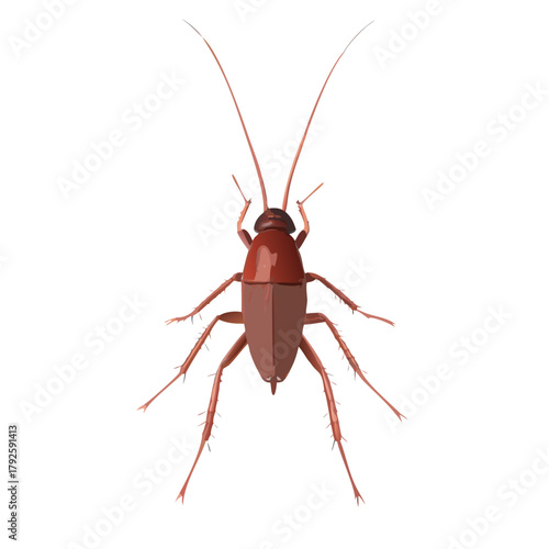 Close-up macro of a brown pest cockroach isolated on a white background