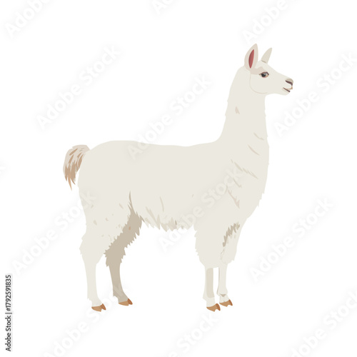 Cute cartoon illustration of sheep and lamb isolated on white farm animal vector design