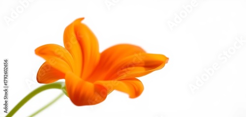 Close-up of a delicate orange blossom, petals unfurled against a pure white background,  white background,  macro