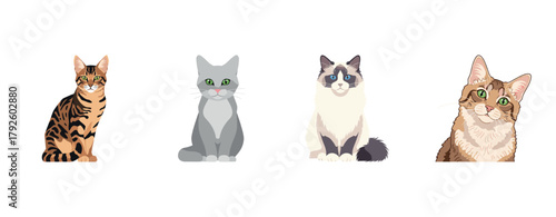 Illustration of four diverse cat breeds: bengal, gray tabby, ragdoll, maine coon