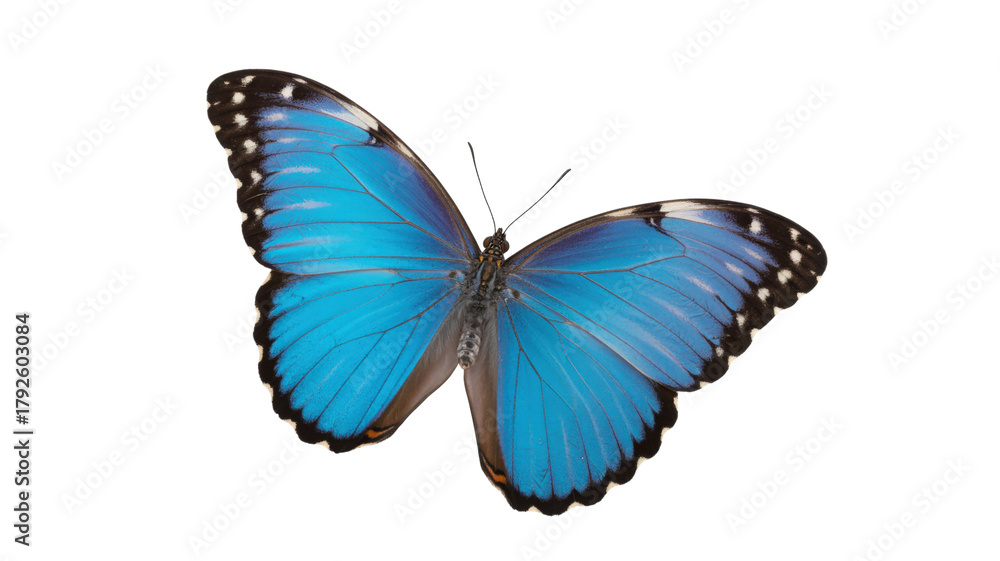 Obraz premium Vibrant Blue Butterfly Wings isolated on a transparent background