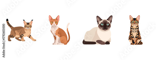 Diverse cat breeds: bobtail, cornish rex, siamese, and bengal on white background