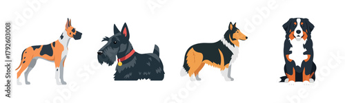 Illustration of four different dog breeds in profile view