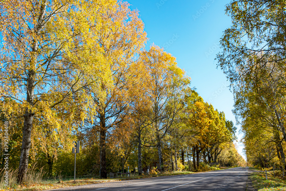 Fototapeta premium colorful autumn landscape with a road and an old tree alley, autumn nature, sunlit trees on an autumn day