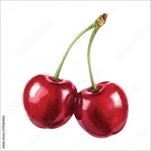 Watercolor Cherries on White Background, Realistic Hand Painted Fruit Illustration

