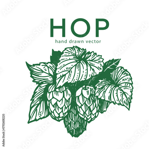 Hops plant hand drawn vector realistic illustration. Monochrome sketch