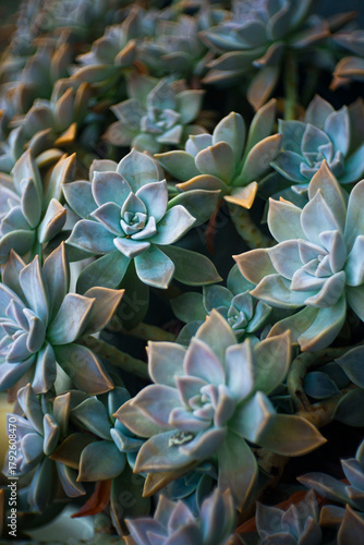 ghost plant in the garden