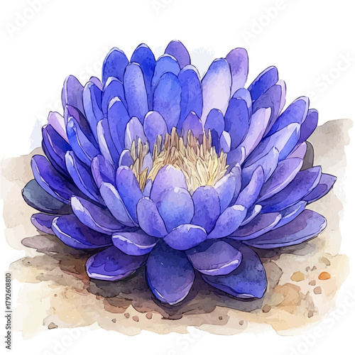 Parodia Flower, watercolor drawing vector, isolated on a white background.