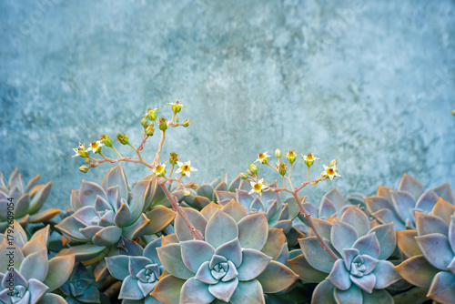 ghost plant in the garden