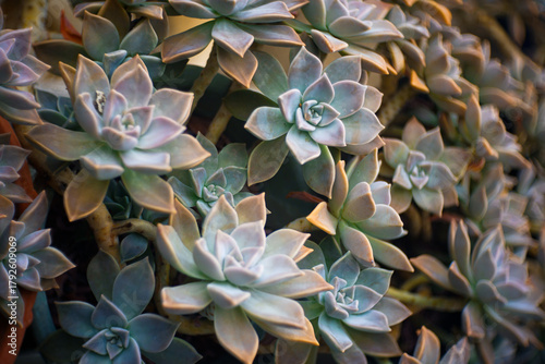 ghost plant in the garden
