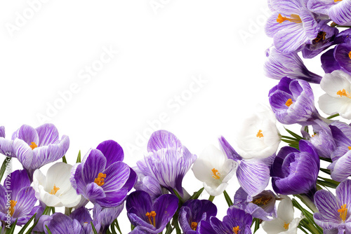 Crocus flowers, purple and white, arranged in a curved border against a black background