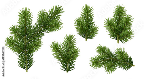 Collection of realistic green pine branches isolated on transparent background