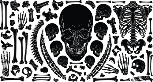 WebHuman skeleton anatomy vector illustration with skull, bones, ribs, and spine detailed elements, medical structure design, biology, healthcare, education, and Halloween concept art