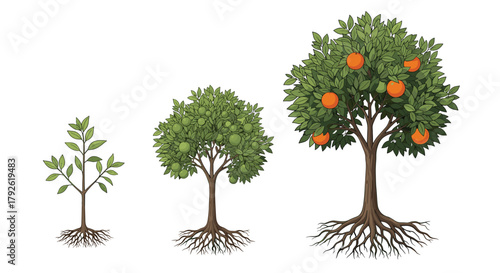 Witness the remarkable journey of an orange tree from seedling to abundant harvest, showcasing growth, development, and fruitful results
