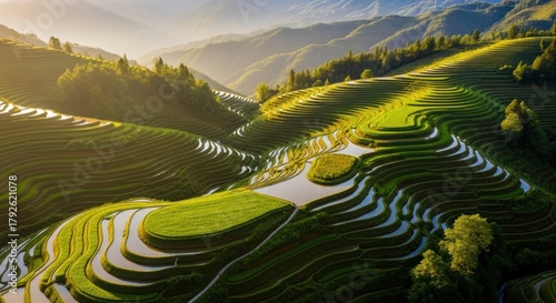 Breathtaking aerial view of lush green rice terraces reflecting sunlight in Asia showcasing
