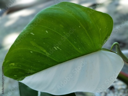 Variegated Monstera leaf in natural light
