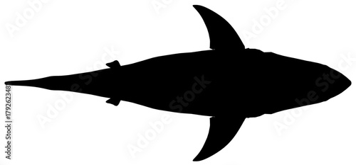 Great white shark silhouette in black and white against a clean white background. This powerful predator appears menacing and isolated. Top view