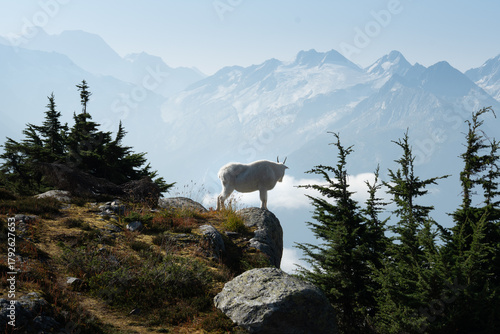 Mountain goat stands proudly on a rocky peak with scenic mountain views.
